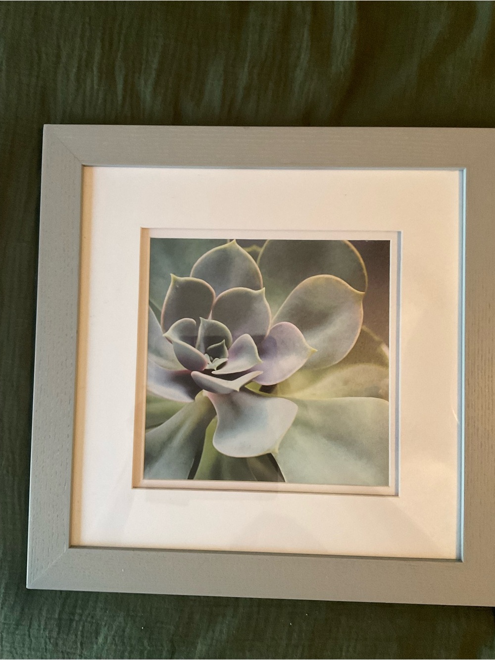 14”x14” Cactus Framed Succulent Art Print in Soft Green and Lavender
